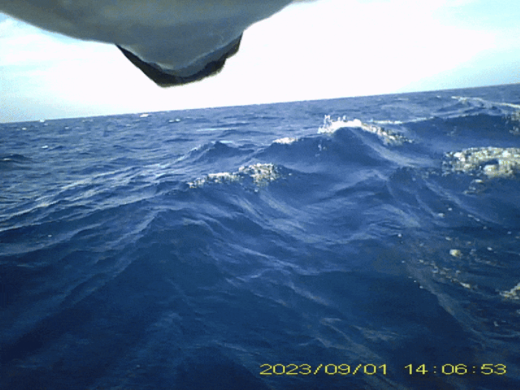 These Seabirds’ Pooping Habits Shock Scientists