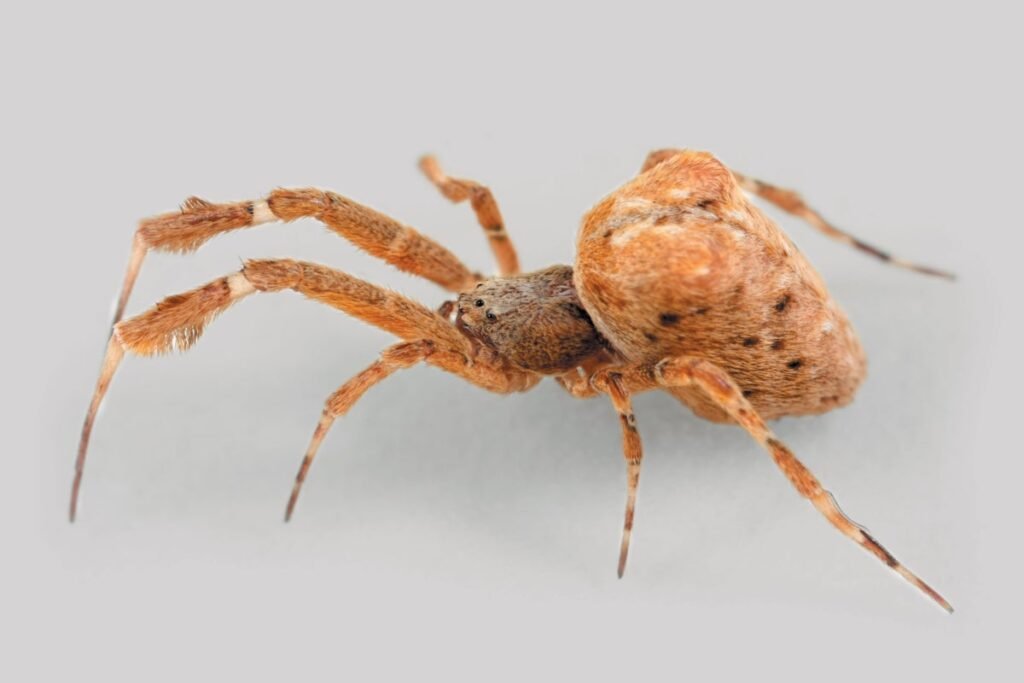These Spiders Puke Up Toxic Digestive Fluid to Marinate Their Prey Alive