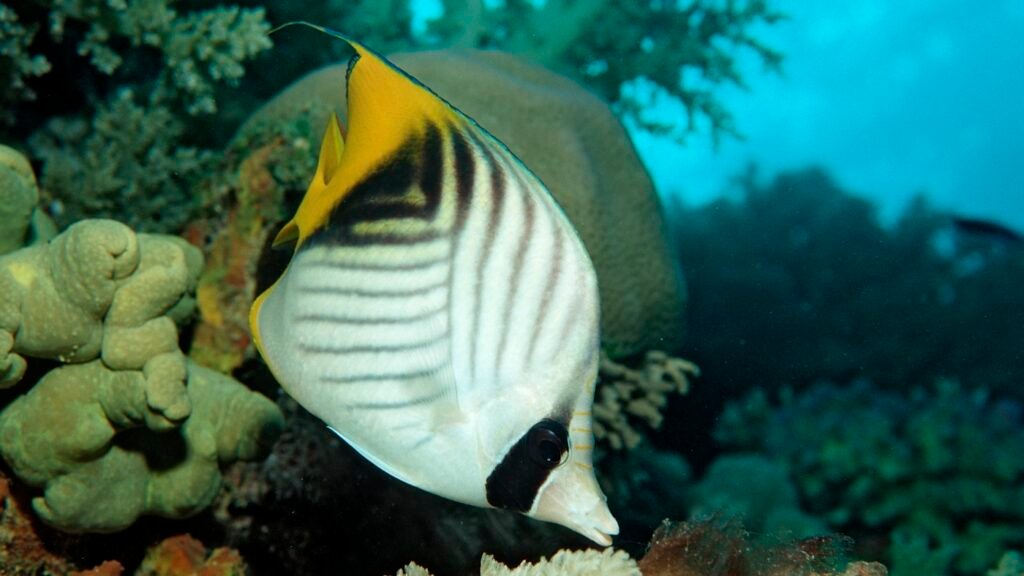 These fish may feel pleasure while being groomed by other fish : NPR These fish may feel pleasure while being groomed by other fish : NPR