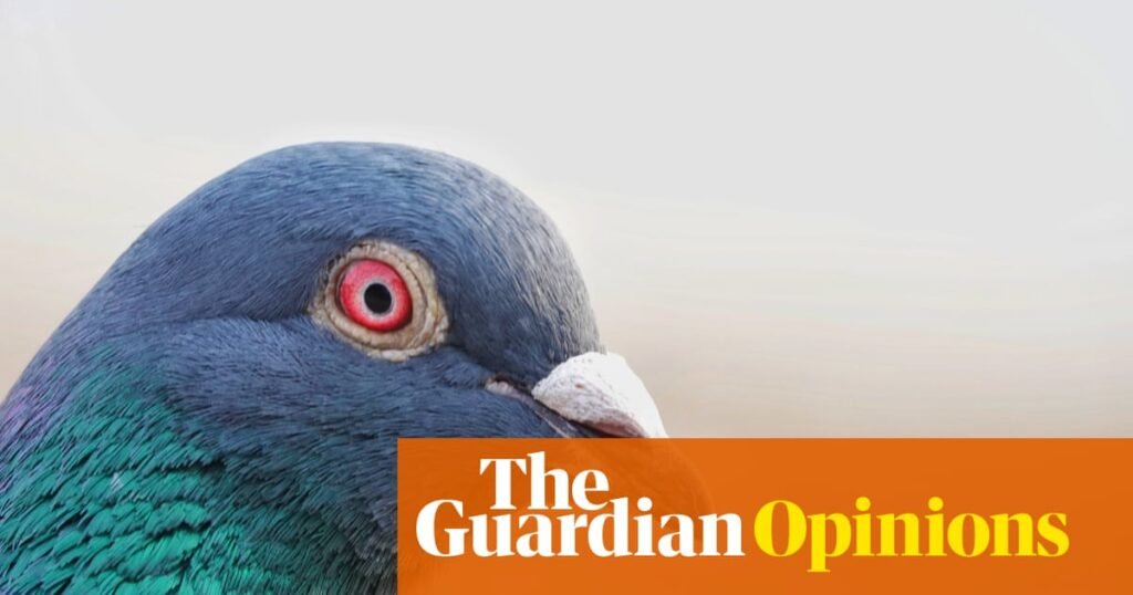 We once loved pigeons. We might not remember that, but they do | Joseph Earp