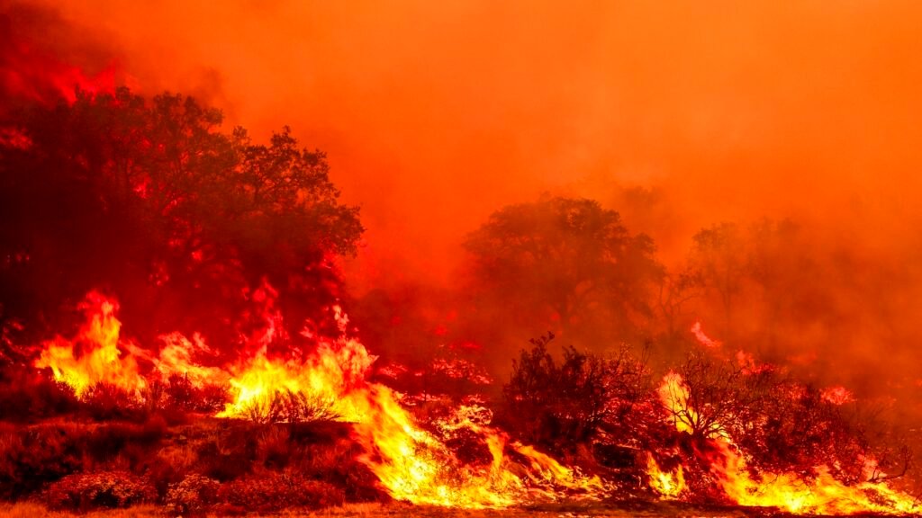 Will more roads in national forests help against wildfires? : NPR