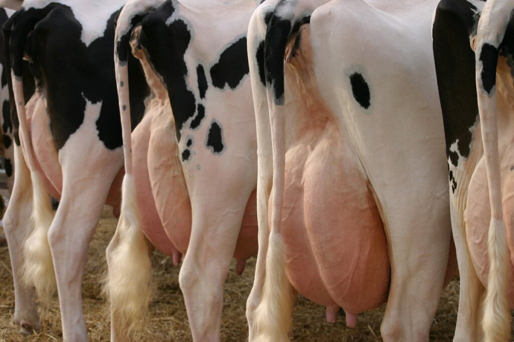 Bird Flu and Human Flu Viruses Could Mix in Cow Udders and Spark a Pandemic