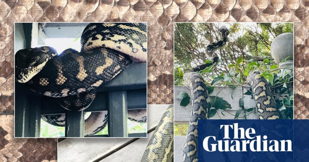 How I learned to stop worrying and love the snakes in my ceiling | Australian lifestyle