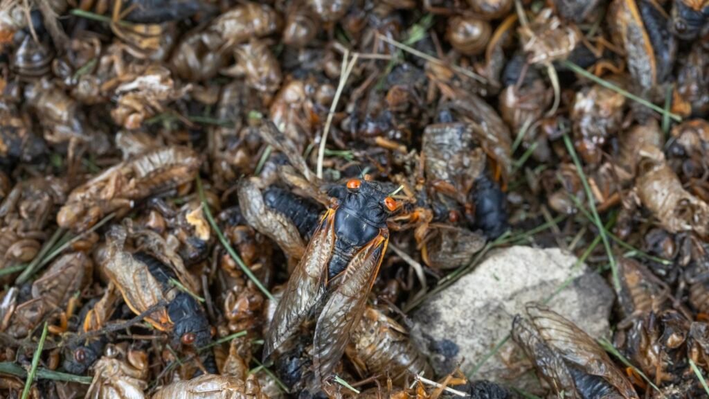 Insects are dying even where people aren't around, study finds : NPR