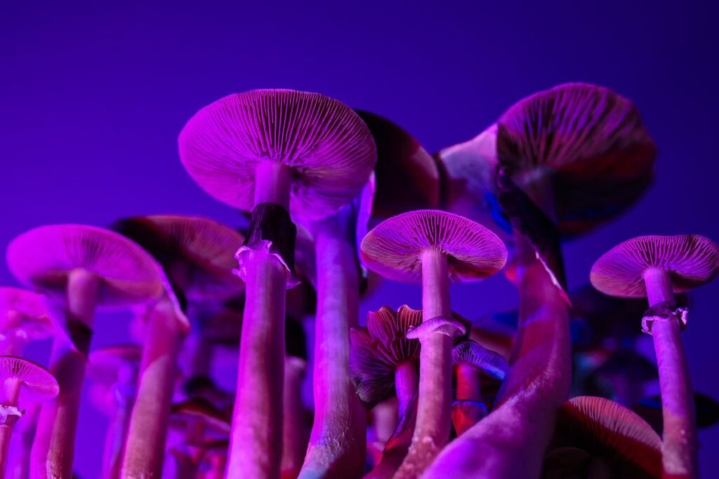 Magic Mushroom Edibles Found to Contain No Psilocybin