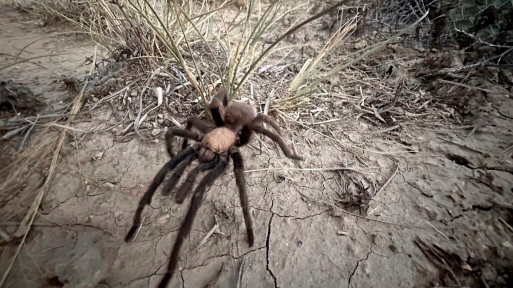 Male tarantulas are moving and wooing their way across Colorado : NPR