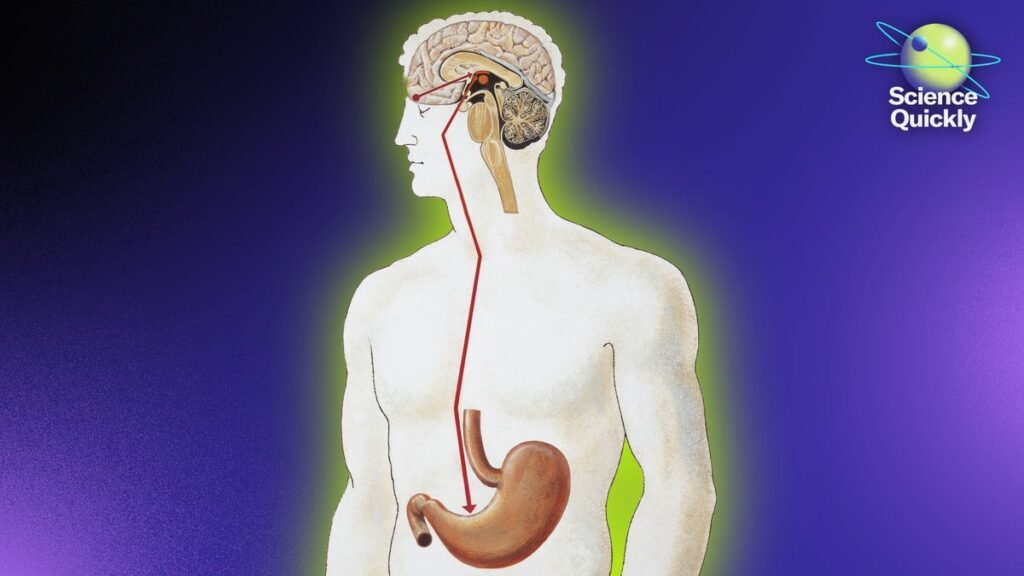 New Research Shows Gut Cells Communicate Directly with the Brain
