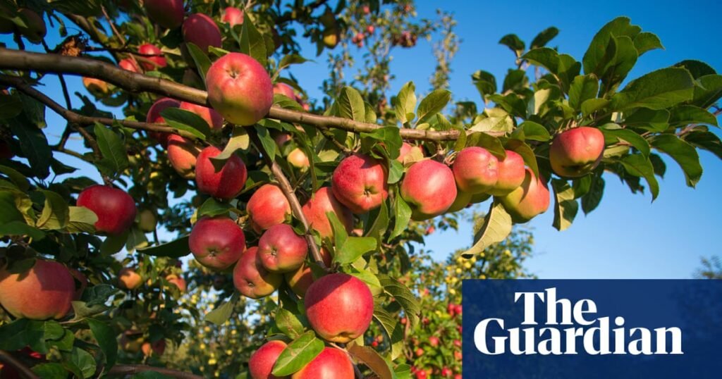 ‘Cider to the power of 10’: bumper apple harvest has UK cider makers drooling | Food & drink industry