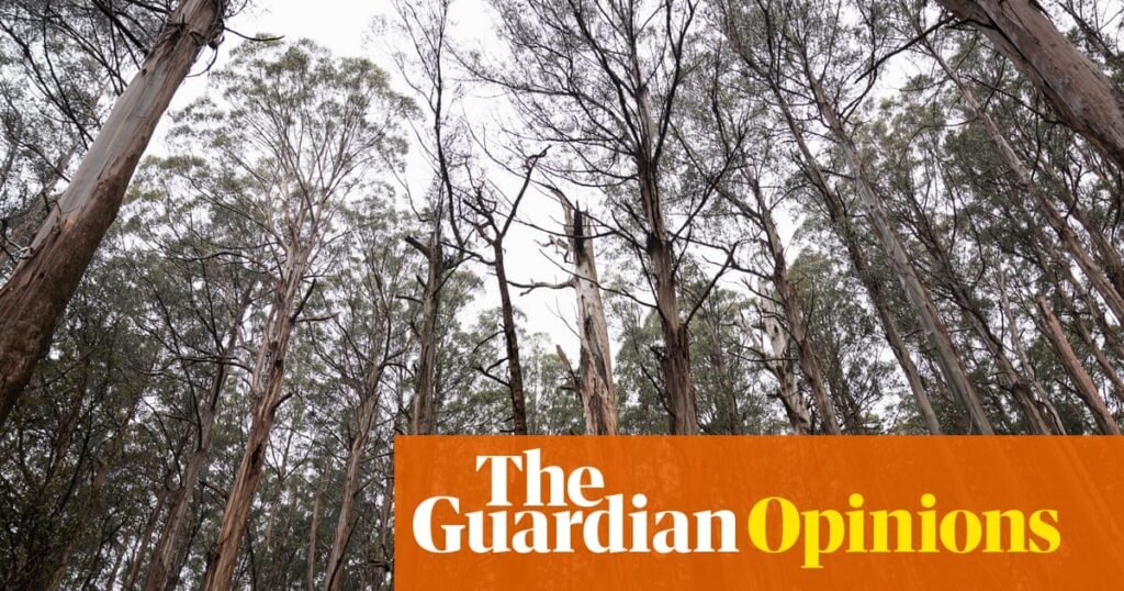 Biodiversity is in catastrophic decline. Here are three ways to ensure Australia’s conservation law actually works | Atticus Fleming and Andrew Macintosh
