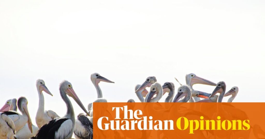 Birding is a heightened state with a strange loss of self. Once you start, it’s hard to stop | Debbie Lustig