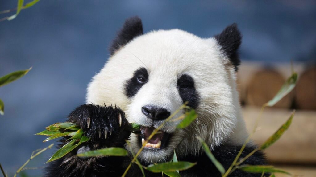 Smithsonian museums and National Zoo set to close : NPR Smithsonian museums and National Zoo set to close : NPR