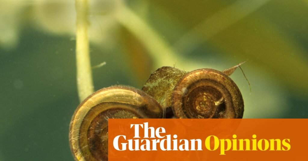 The Guardian view on Labour targeting nature: the problem isn’t snails, but a broken housing model | Editorial