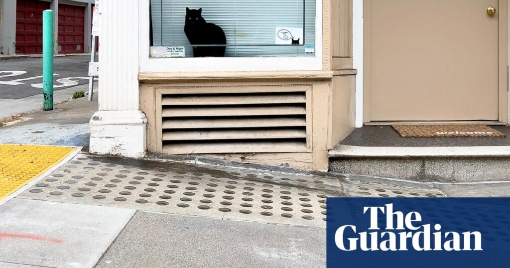 ‘I have no doubt this cat could take him down!’: Dorothy O’Donnell’s best phone picture | Photography